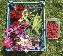 Allotment/Veg Patch Thread 14 ! growing into summer