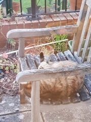 Next door's -thug- cat