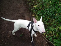 AIBU about dog at the park?