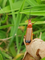 To ask what this insect is?