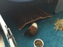 New piggy (with obligatory pigtures)!