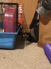 To let my hamster be a house hamster?