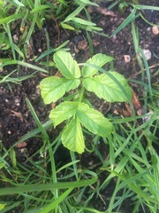 Advice needed on how to get rid of this mysterious weed!