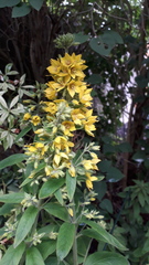Can anyone ID this perennial
