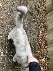 Can anyone identify this breed?