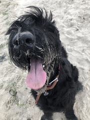 Another dog breed advice thread - sorry!