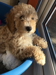 New miniature poodle puppy advice!
