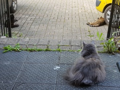 Next door's -thug- cat