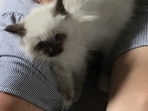 New kitten has gunky eyes