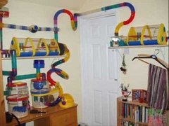To let my hamster be a house hamster?