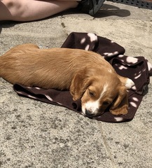 Ok so we picked up the pup...