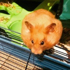 To let my hamster be a house hamster?