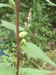 Another plant ID
