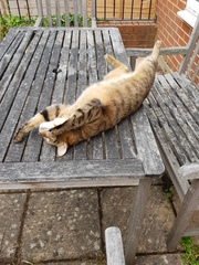 Next door's -thug- cat