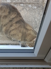 Next door's -thug- cat