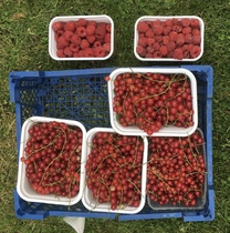 Allotment/Veg Patch Thread 14 ! growing into summer