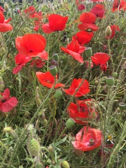 Any Witches Here? Part 8.