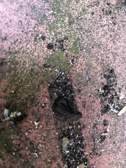 What’s had a shit behind my outdoor bins?