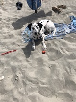 A Sunday night dog photo thread
