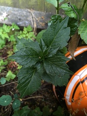 Plant IDs
