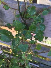 What’s wrong with my rose leaves?!