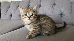 Can you help me name my kitten?