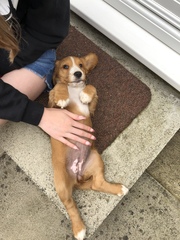 Ok so we picked up the pup...