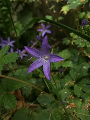Plant IDs