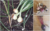 Allotment/Veg Patch Thread 14 ! growing into summer