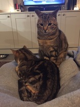 Another call for kitten name ideas (with cute pics)