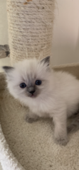 Ragdoll kittens update thread