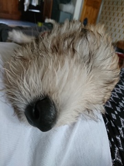 Puppy feeding