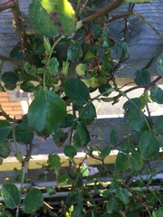 What’s wrong with my rose leaves?!