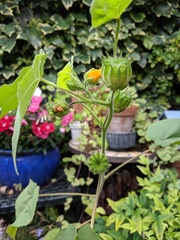 Identification please - exotic stowaway