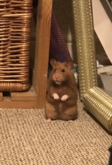 To let my hamster be a house hamster?