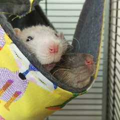 Rats, the full story, please!