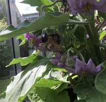 Allotment/Veg Patch Thread 14 ! growing into summer