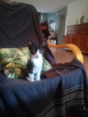 'Adopt don't shop' - tell me about your rescue cats