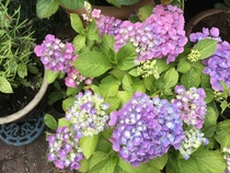 Why isn’t my hydrangea runaway bride flowering?
