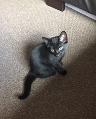 We got a new baby!