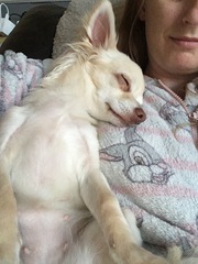 Skinny dog
