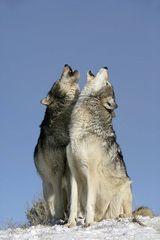 Any Witches Here? Part 9.