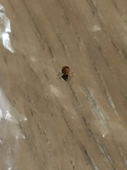Please help - this isn’t dead bed bug is it?