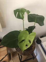 House plant (monstera deliciosa) browning on one leaf... any ideas?