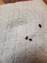 To ask you what the hell these bugs are and how I get rid of them?!
