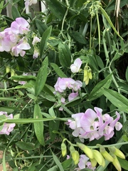 Any Witches Here? Part 9.