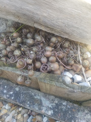 What is this plant?