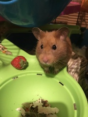 To let my hamster be a house hamster?