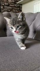 Can you help me name my kitten?
