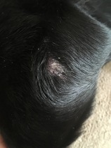 Dry flakey bald patch